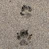 footprints in the sand